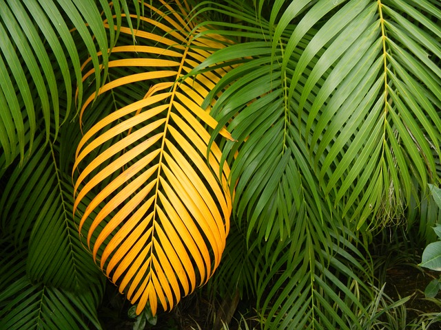 tropické listy